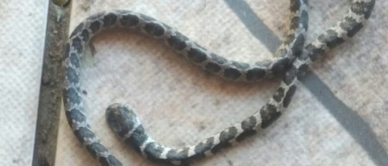 Famílias do Passo D’Areia encontram cobras nos pátios de suas casas