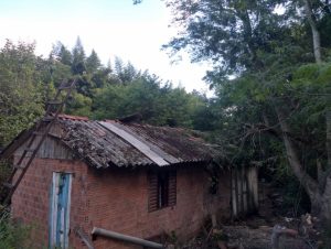 Queda de árvore no Santo Antônio mobiliza Defesa Civil e Bombeiros