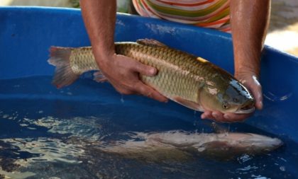 Feira do Peixe tem programação definida