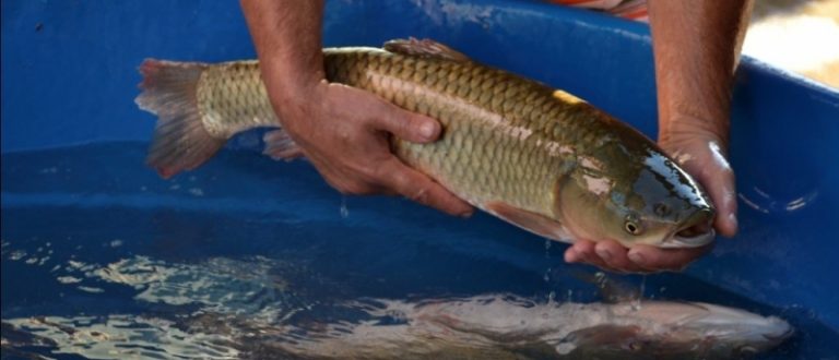 Feira do Peixe tem programação definida