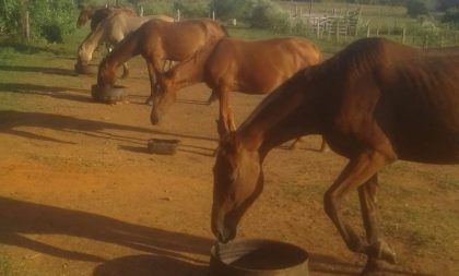 Cempra destinará 4 cavalos para adoção