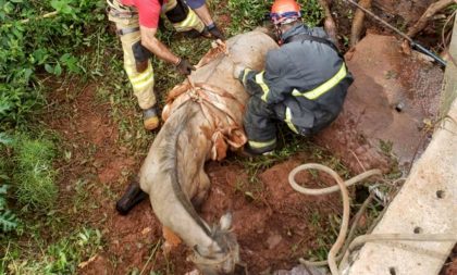 Bombeiros de São Sepé resgatam cavalo que caiu de altura de 8 metros