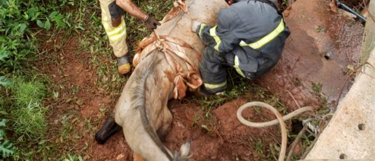 Bombeiros de São Sepé resgatam cavalo que caiu de altura de 8 metros