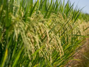 Preços do arroz apresentam estabilidade