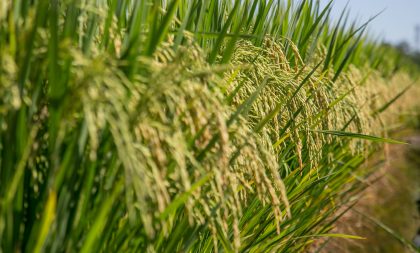 Preços do arroz apresentam estabilidade