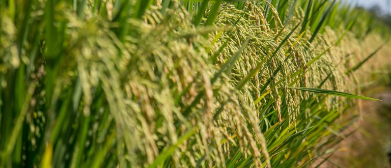 Preços do arroz apresentam estabilidade