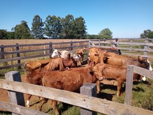BNDES amplia exigências socioambientais para abate de bovinos