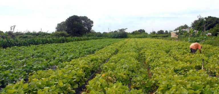 Em decreto, Bolsonaro muda a definição de agricultor familiar