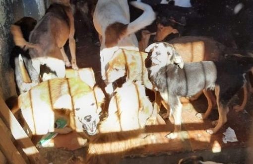 AÇÃO RECOLHE 69 ANIMAIS DE RESIDÊNCIA NO CENTRO