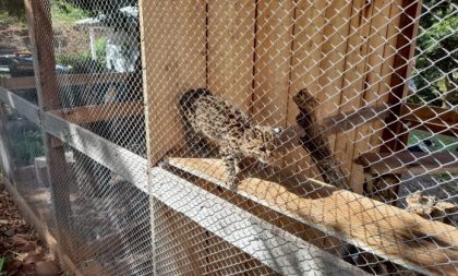 Zoológico de Cachoeira recebe gato do mato retirado de cativeiro