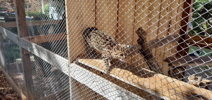 Zoológico de Cachoeira recebe gato do mato retirado de cativeiro