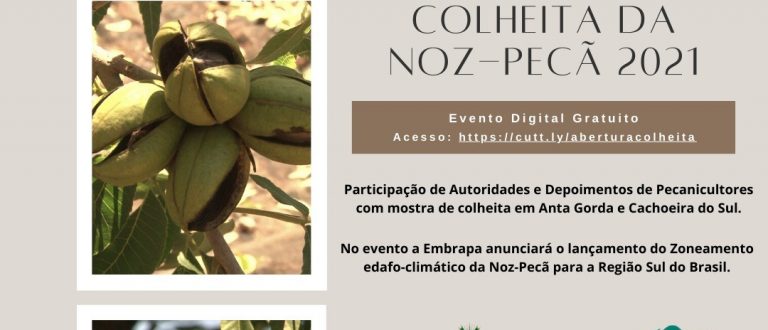 Abertura da Colheita da Noz Pecã será virtual