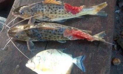 Surto de piranhas no Rio Jacuí causa 80% de perdas