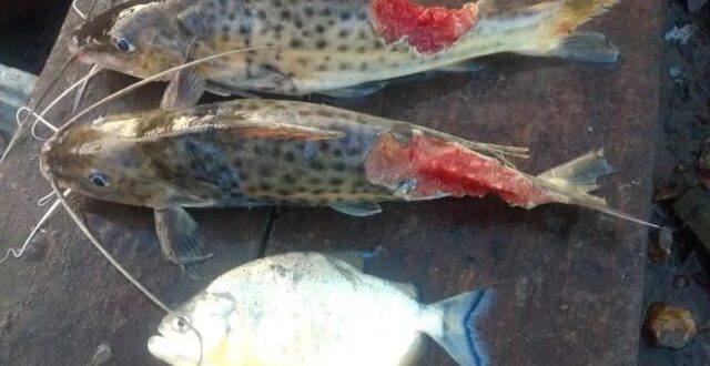Surto de piranhas no Rio Jacuí causa 80% de perdas