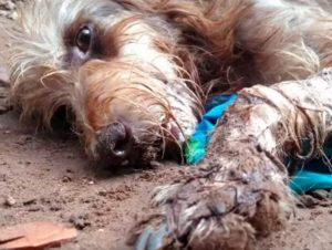 Vídeo: envenenamento de cães revolta moradores do Funcap