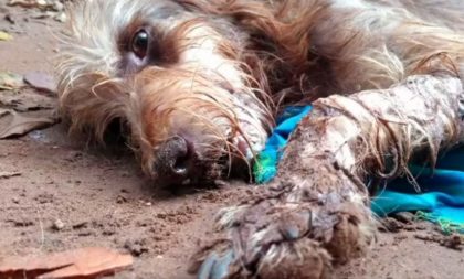 Vídeo: envenenamento de cães revolta moradores do Funcap