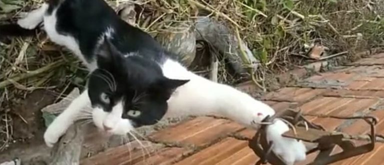 Vídeo: armadilha para pegar gatos revolta Piquiri