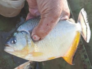 Defesa Civil decide agir contra palometas no Rio Jacuí