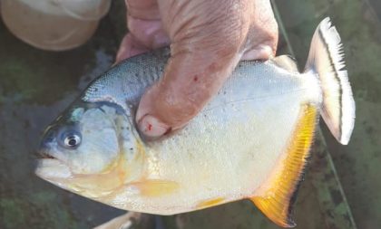 Defesa Civil decide agir contra palometas no Rio Jacuí