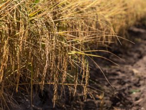 Cachoeira do Sul alcança produtividade recorde no arroz e na soja