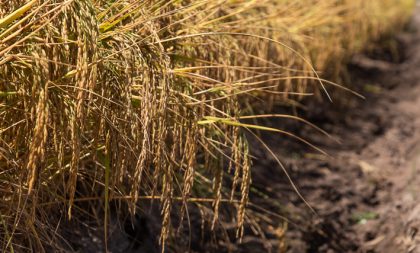 Cachoeira do Sul alcança produtividade recorde no arroz e na soja