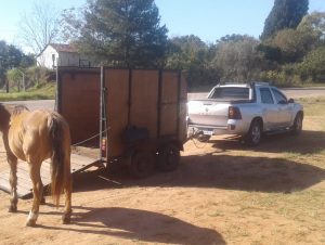 Em poucas horas, seis cavalos são retirados das ruas em Cachoeira