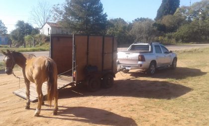 Em poucas horas, seis cavalos são retirados das ruas em Cachoeira