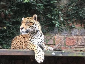 Parque Zoológico de Sapucaia do Sul recebe onça-pintada