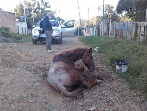 Meio Ambiente elege a causa animal como prioridade