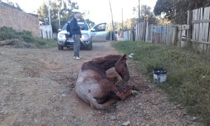 Meio Ambiente elege a causa animal como prioridade