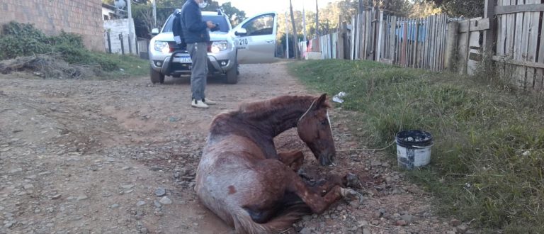 Meio Ambiente elege a causa animal como prioridade