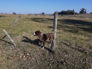 Mordida no pescoço: pitbull mata menino de 1 ano e 7 meses no RS