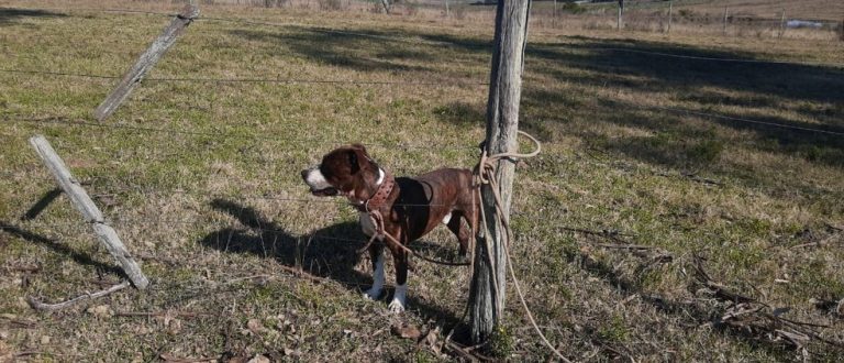 Mordida no pescoço: pitbull mata menino de 1 ano e 7 meses no RS