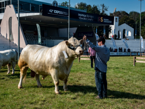 Expointer 2021 recebe 2.820 inscrições de animais de argola