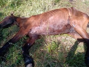 Maus-tratos: Cempra recolheu cadela com mandíbula fraturada e cavalo abandonado