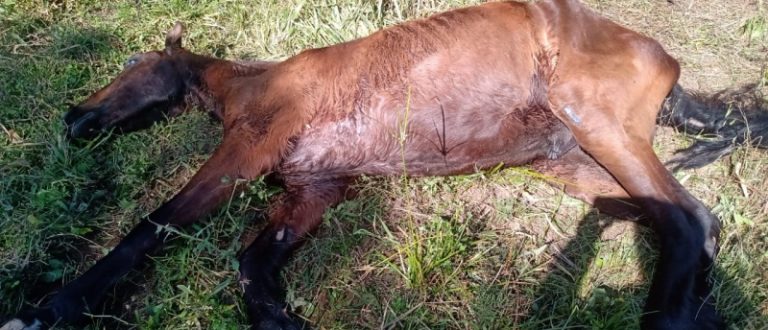 Maus-tratos: Cempra recolheu cadela com mandíbula fraturada e cavalo abandonado