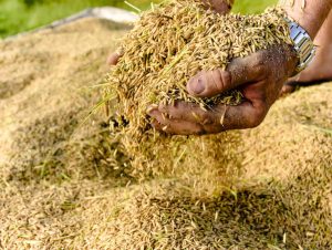 Estado isenta ICMS em operações de farelo de arroz para ração animal