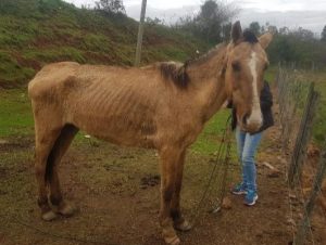 Maus-tratos: Batalhão Ambiental de Rio Pardo resgata cavalo