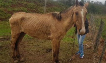 Maus-tratos: Batalhão Ambiental de Rio Pardo resgata cavalo