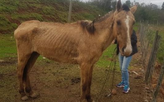 Maus-tratos: Batalhão Ambiental de Rio Pardo resgata cavalo