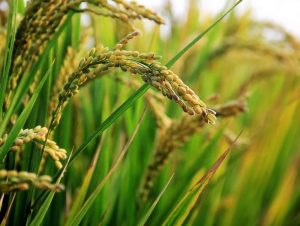 Receita Estadual institui isenção do ICMS nas operações internas de farelo de arroz