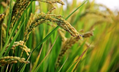 Receita Estadual institui isenção do ICMS nas operações internas de farelo de arroz