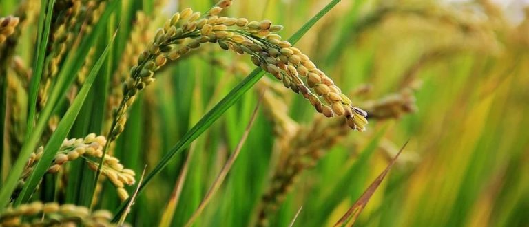 Receita Estadual institui isenção do ICMS nas operações internas de farelo de arroz