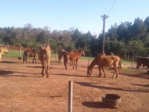 Cempra já tem 30 cavalos recolhidos das ruas