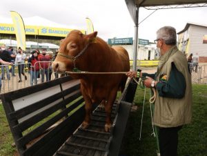 É de Cachoeira do Sul: touro mais pesado da Expointer tem 1.245 quilos