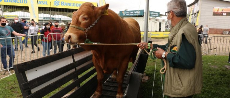 É de Cachoeira do Sul: touro mais pesado da Expointer tem 1.245 quilos