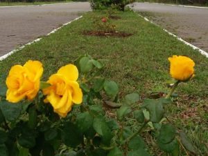 Prefeitura de Paraíso do Sul lança “Adote um Canteiro”