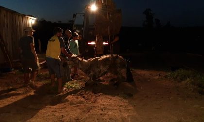 Cachoeira do Sul: projeto combate exploração de uso de animais em carroças