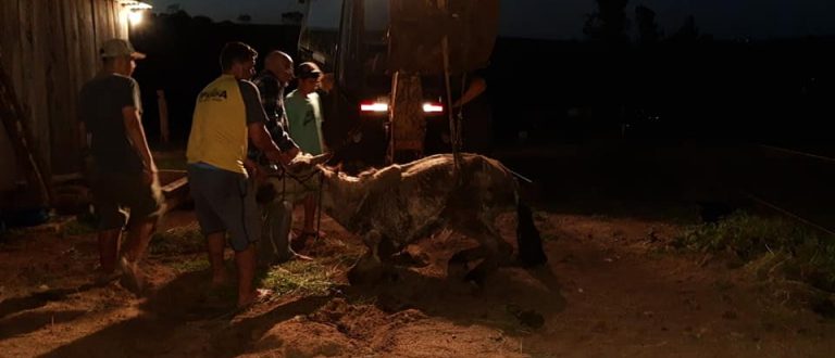 Cachoeira do Sul: projeto combate exploração de uso de animais em carroças