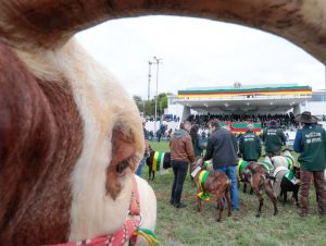 RS recebe certificado de estado livre da febre aftosa